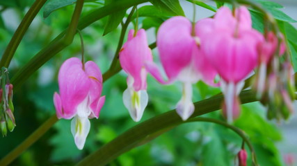 Obraz premium pink and white tulips