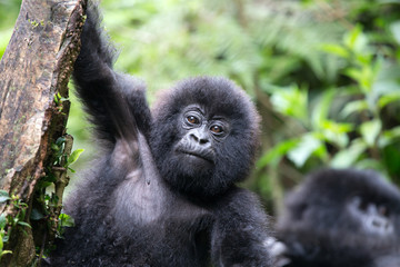 Baby Mountain Gorilla (Gorilla beringei beringei) hanging off a tree branch and being playful in the jungle of Rwanda.