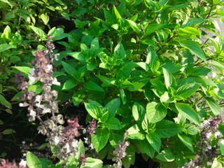 Thai basil, Cinnamon basil  (Ocimum basilicum) leaves and flowers, Thai Basil in the garden