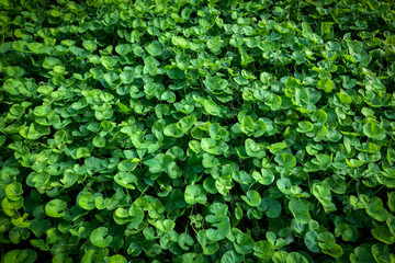 Beautiful background of Centella asiatica, Herbs help to heal inflammation, Herbal medicine leaves of Centella asiatica known as gotu kola, (Asiatic pennywort, Indian pennywort)