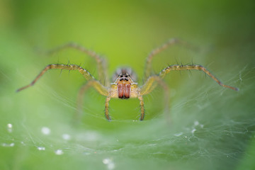 Spider is waiting in cage while stalking its prey, best selling macro photos