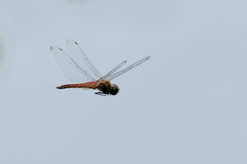 dragonflies fly quickly in search of prey, best selling dragonfly macro photographs