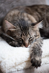 Fototapeta na wymiar cat cozy sleeping