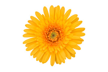 Vibrant yellow gerbera flower isolated on a white background isolated with clipping path. Close-up of a single flower in the nature for design.