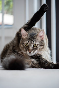 Portrait Of A Cat Doing Yoga