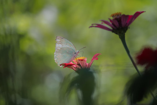 Beautiful white butterflies among fresh flowers, best-selling macro photos