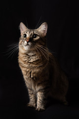 portrait of a cat on a black background