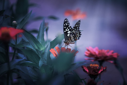 butterfly above the flower and between the bright dark light, the best selling macro photo concept with beautiful colors 