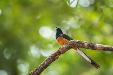 White-rumped Shama, Copsychus malabaricus