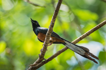 White-rumped Shama, Copsychus malabaricus