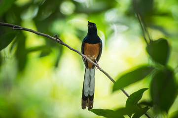 White-rumped Shama, Copsychus malabaricus