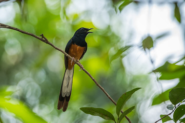 White-rumped Shama, Copsychus malabaricus