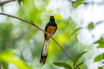 White-rumped Shama, Copsychus malabaricus