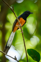 White-rumped Shama, Copsychus malabaricus
