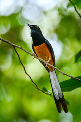 White-rumped Shama, Copsychus malabaricus