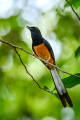 White-rumped Shama, Copsychus malabaricus