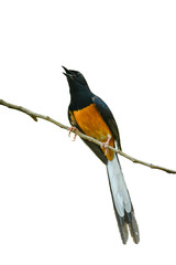 White-rumped Shama, Copsychus malabaricus