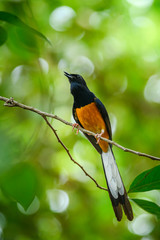 White-rumped Shama, Copsychus malabaricus