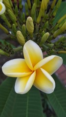 Obraz premium Bunga Kamboja warna kuning - Plumeria Flower blossom in the morning
