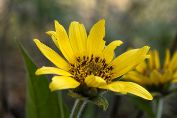 Balsamroot Flower in Early Spring in the Columbia Gorge, Oregon.tif