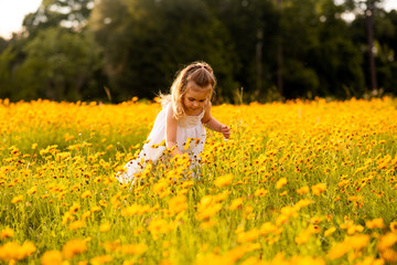 Naklejka na ściany i meble Little toddler girl in a white dress picking flowers in a black eye Susan flower field. Child in a flower meadow at sunset with yellow flowers. 
