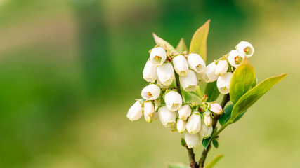 White blueberry buds on a bush. Blueberry bud twig. White flowers. Macro perspective. Bush growing...