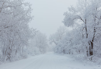 Trees with snow in winter park
