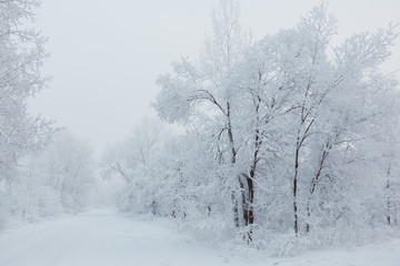 Fototapeta na wymiar Trees with snow in winter park