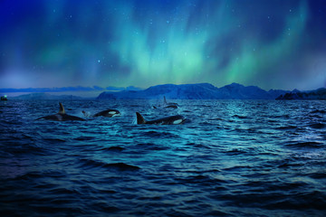 Orcas killerwhales in dark night sea under polar light on background in northen ocean water