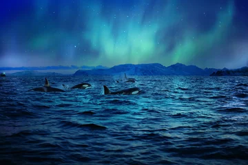 Gordijnen Orka& 39 s orka& 39 s in donkere nachtzee onder poollicht op achtergrond in noordelijk oceaanwater © willyam