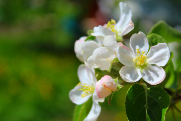 Spring blooming: a branch of a blooming Apple tree against the background of the garden and the sky.