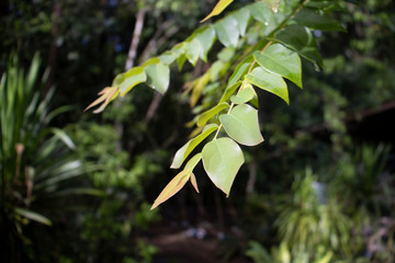 green leaves in the forest
