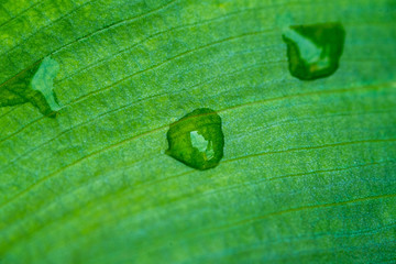 macro detail of water droplets on a green plant leaf after raining