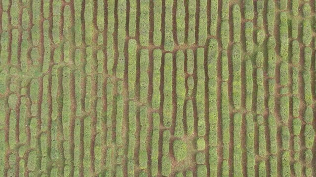 Tea plantation. View from above. Smooth rows of green bushes. The northernmost tea. Macesta. Russia. 