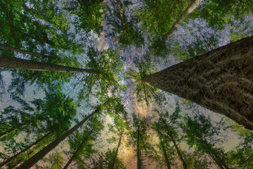 2020-05-12 EVERGREENS LOOKING UP INTO A STAR FILLED NIGHT
