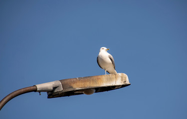 Seagull on a lamppost against the blue sky.