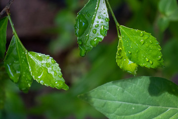 green leaf with water drops