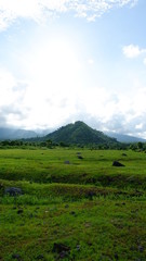 Naklejka premium Savana Tianyar