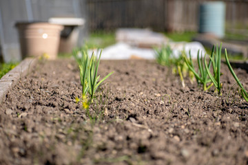 Freshly planted onions on a garden bed in a village.