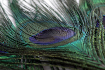 Obraz premium Picture of peacock's (male peafowl) feather that have an unique eyes shape pattern 