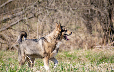 Shepherd frolic and posing on the field among trova and trees.