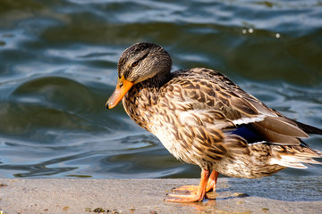 wild gray duck on the background of water with glare from the sun