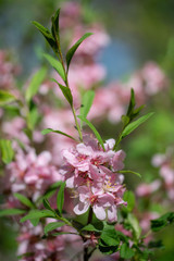 Flowering pink almonds close up
