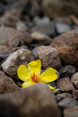 flower in rocks