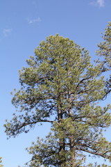 tree and sky