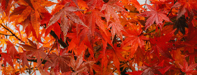 autumn leaves background panoramic banner background.