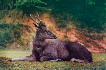 sambar deer lying on green field at khao yai national park thailand