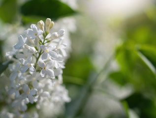 Branch of blossoming white lilac in the garden.