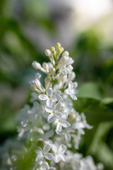 Branch of blossoming white lilac in the garden.