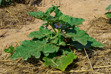 Planting eggplant in a natural garden.